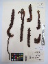  ( - MIRL13-Bros-10)  @11 [ ] Copyright (2018) Unspecified Canadian Food Inspection Agency