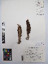 ( - MIRL13-Came-04)  @11 [ ] Copyright (2018) Unspecified Canadian Food Inspection Agency