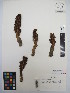  ( - MIRL13-Came-07)  @11 [ ] Copyright (2018) Unspecified Canadian Food Inspection Agency