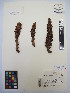  ( - MIRL13-Came-08)  @11 [ ] Copyright (2018) Unspecified Canadian Food Inspection Agency