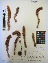  ( - MIRL13-Came-09)  @11 [ ] Copyright (2018) Unspecified Canadian Food Inspection Agency