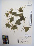  (Dioscorea floridana - MIRL13-Dflo-03)  @11 [ ] Copyright (2018) Unspecified Canadian Food Inspection Agency