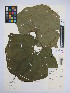  ( - MIRL13-Dsan-01)  @11 [ ] Copyright (2018) Unspecified Canadian Food Inspection Agency
