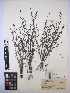  ( - MIRL14-Sasi-07)  @11 [ ] Unspecified (default): All Rights Reserved  Unspecified Unspecified