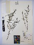 ( - MIRL14-Sasi-08)  @11 [ ] Unspecified (default): All Rights Reserved  Unspecified Unspecified