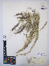  ( - MIRL15-Ccil-04)  @11 [ ] Copyright (2018) Unspecified Canadian Food Inspection Agency