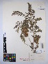  ( - MIRL15-Glep-08)  @11 [ ] Copyright (2018) Unspecified Canadian Food Inspection Agency
