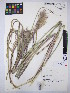  (Miscanthus sinensis - MIRL15-Msin-01)  @11 [ ] Copyright (2018) Unspecified Canadian Food Inspection Agency
