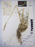  (Psathyrostachys - MIRL15-Pjun-05)  @11 [ ] Copyright (2018) Unspecified Canadian Food Inspection Agency