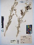  ( - MIRL15-Sela-05)  @11 [ ] Copyright (2018) Unspecified Canadian Food Inspection Agency