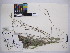  (Schizachyrium scoparium - MIRL15-Ssco-03)  @11 [ ] Copyright (2018) Unspecified Canadian Food Inspection Agency
