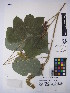  ( - MIRL16-Pmon-03)  @11 [ ] Copyright (2018) Unspecified Canadian Food Inspection Agency