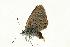  (Agriades morgianus - VNLEP00175)  @13 [ ] Unspecified (default): All Rights Reserved  Unspecified Unspecified