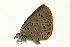  (Agriades alcedo - VNLEP00216)  @13 [ ] Unspecified (default): All Rights Reserved  Unspecified Unspecified
