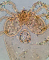  ( - 12. IR18_2017_H6)  @11 [ ] CreativeCommons - Attribution Share-Alike (2022) Unspecified University of Montenegro, Faculty of Sciences and Mathematics, Department of Biology, Podgorica