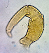  (Nilotonia - 13. IR18_2017_H7)  @11 [ ] CreativeCommons - Attribution Share-Alike (2022) Unspecified University of Montenegro, Faculty of Sciences and Mathematics, Department of Biology, Podgorica