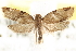  ( - CCDB-28543-E01)  @14 [ ] CreativeCommons - Attribution (2015) CBG Photography Group Centre for Biodiversity Genomics