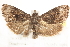  ( - CCDB-28543-G01)  @13 [ ] CreativeCommons - Attribution (2015) CBG Photography Group Centre for Biodiversity Genomics