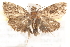  ( - CCDB-28543-G02)  @13 [ ] CreativeCommons - Attribution (2015) CBG Photography Group Centre for Biodiversity Genomics