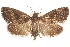  ( - CCDB-28543-G04)  @14 [ ] CreativeCommons - Attribution (2015) CBG Photography Group Centre for Biodiversity Genomics