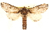  (Oligocentria semirufescens - CCDB-28543-H04)  @15 [ ] CreativeCommons - Attribution (2015) CBG Photography Group Centre for Biodiversity Genomics