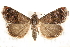  (Tripudia luxuriosa - CCDB-28543-H08)  @15 [ ] CreativeCommons - Attribution (2015) CBG Photography Group Centre for Biodiversity Genomics