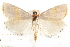  ( - CCDB-28544-A10)  @14 [ ] CreativeCommons - Attribution (2015) CBG Photography Group Centre for Biodiversity Genomics
