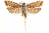  ( - CCDB-28544-B03)  @12 [ ] CreativeCommons - Attribution (2015) CBG Photography Group Centre for Biodiversity Genomics