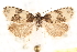  ( - CCDB-28544-C08)  @11 [ ] CreativeCommons - Attribution (2015) CBG Photography Group Centre for Biodiversity Genomics