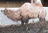  (Camelus bactrianus - C10284)  @11 [ ] CreativeCommons  Attribution Non-Commercial Share-Alike (2020) Abdolreza Daneshvar Amoli Iraniamn Biological resource center