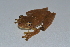  ( - MHUA-A 10564)  @11 [ ] CreativeCommons - Attribution Share-Alike (2018) Grupo Herpetologico de Antioquia Universidad de Antioquia, Museo de Herpetologia