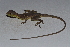  ( - MHUA-R 13173)  @11 [ ] CreativeCommons - Attribution Share-Alike (2018) Grupo Herpetologico de Antioquia Universidad de Antioquia, Museo de Herpetologia