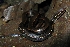  ( - MHUA-R 14859)  @11 [ ] CreativeCommons - Attribution Share-Alike (2018) Grupo Herpetologico de Antioquia Universidad de Antioquia, Museo de Herpetologia