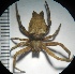  ( - N1BN76)  @13 [ ] Copyright (2013) Dr.G.D. Khedkar PAUL HEBERT CENTRE FOR DNA BARCODING AND BIODIVERSITY STUDIES