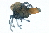  (Arrenurus cardiacus - CNC-IMS090088.003)  @15 [ ] CreativeCommons - Attribution (2009) Unspecified Centre for Biodiversity Genomics