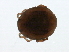  ( - CNC-IMS090088.006)  @14 [ ] CreativeCommons - Attribution (2009) Unspecified Centre for Biodiversity Genomics
