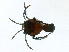  ( - CNC-IMS090088.007)  @13 [ ] CreativeCommons - Attribution (2009) Unspecified Centre for Biodiversity Genomics