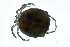  (Arrenurus megalurus - CNC-IMS090088.008)  @14 [ ] CreativeCommons - Attribution (2009) Unspecified Centre for Biodiversity Genomics