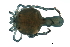  (Arrenurus apetiolatus - CNC-IMS090088.015)  @14 [ ] CreativeCommons - Attribution (2009) Unspecified Centre for Biodiversity Genomics