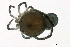  (Arrenurus birgei - CNC-IMS090088.017)  @14 [ ] CreativeCommons - Attribution (2009) Unspecified Centre for Biodiversity Genomics