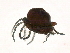  ( - CNC-IMS090088.030)  @13 [ ] CreativeCommons - Attribution (2009) Unspecified Centre for Biodiversity Genomics