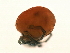  ( - CNC-IMS090088.032)  @14 [ ] CreativeCommons - Attribution (2009) Unspecified Centre for Biodiversity Genomics