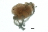  (Arrenurus americanus - CNC-IMS090088.035)  @14 [ ] CreativeCommons - Attribution (2009) Unspecified Centre for Biodiversity Genomics