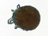  (Arrenurus reflexus - CNC-IMS090088.037)  @14 [ ] CreativeCommons - Attribution (2009) Unspecified Centre for Biodiversity Genomics