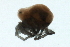  ( - CNC-IMS090088.071)  @13 [ ] CreativeCommons - Attribution (2009) Unspecified Centre for Biodiversity Genomics