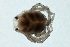  ( - CNC-IMS090088.072)  @11 [ ] CreativeCommons - Attribution (2009) Unspecified Centre for Biodiversity Genomics