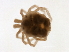  (Piona exilis - CNC-IMS090088.078)  @14 [ ] CreativeCommons - Attribution (2009) Unspecified Centre for Biodiversity Genomics