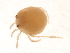  (Hydrachnidae - CNC-IMS090088.084)  @14 [ ] CreativeCommons - Attribution (2009) Unspecified Centre for Biodiversity Genomics
