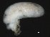  (Wandesiinae - CNC-IMS090093.005)  @13 [ ] CreativeCommons - Attribution (2010) Unspecified Centre for Biodiversity Genomics