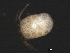  ( - CNC-IMS090093.010)  @11 [ ] CreativeCommons - Attribution (2010) Unspecified Centre for Biodiversity Genomics
